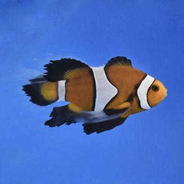 Longfin Common Clownfish