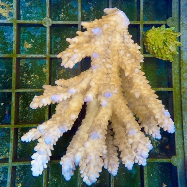 Oz Acropora Colony