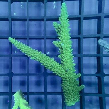 Oz Acropora Colony