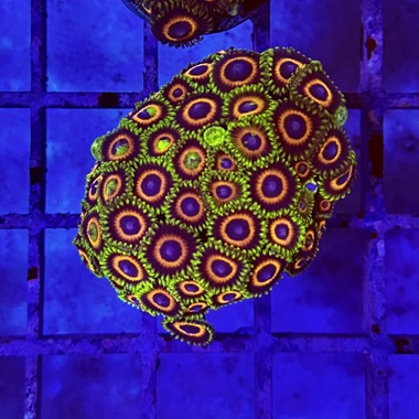 Ultra Zoa Frag