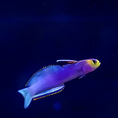 Lilac Firefish