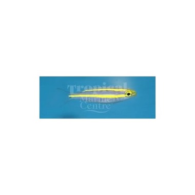 Blue Whiptail