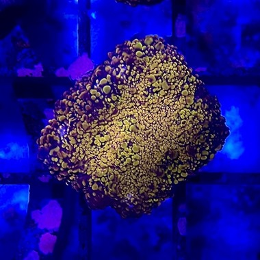 Gold Nugget Chalice Frag