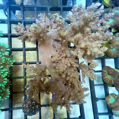 Tree Leather Coral