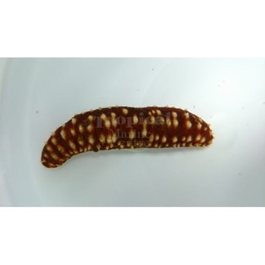 Tiger Sea Cucumber 