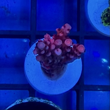 PC Rainbow Acro Frag