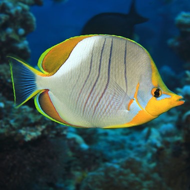 Gold Rim Butterflyfish