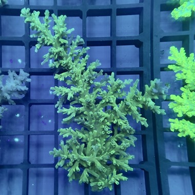 Oz Acropora Colony