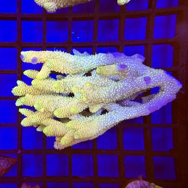 Oz Acropora Colony