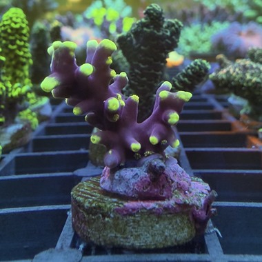 Little Red Ferrari Acro Frag