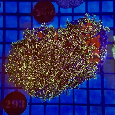 Ultra Green Star Polyp Colony