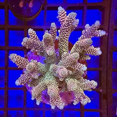 Acropora Colony