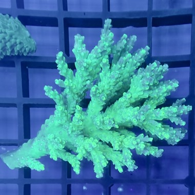 Oz Acropora Colony