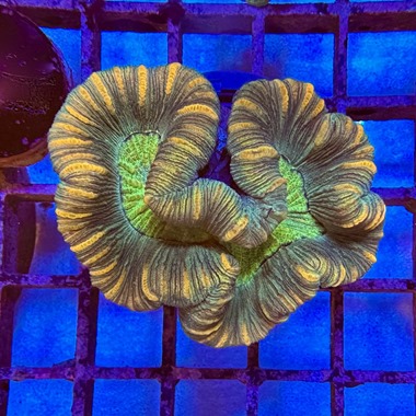 Gold Stripe Trachyphyllia