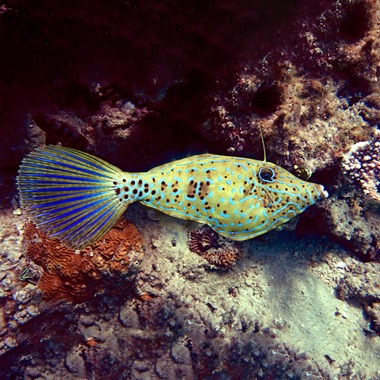 Scribbled Filefish