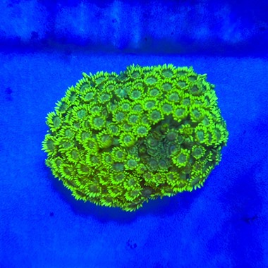 Ultra Green Goniopora