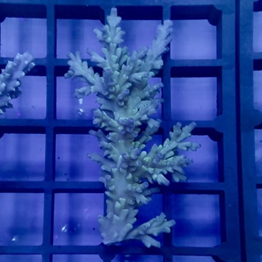 Ice Fire Acropora
