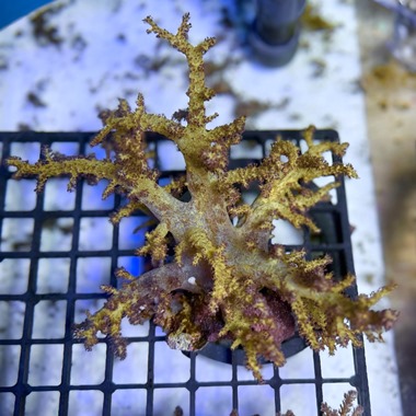 Golden Bush Coral