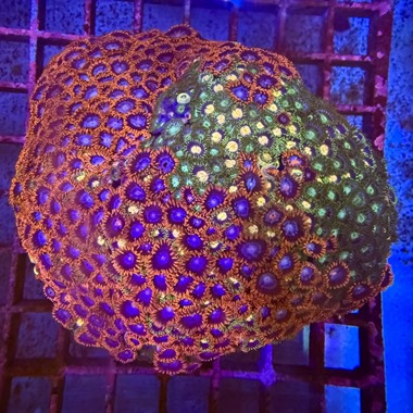 Fire and Ice Zoa Colony