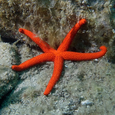 Orange Finger Starfish 