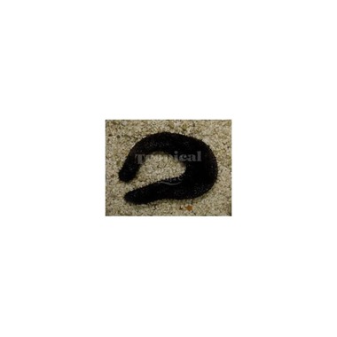 Black Sea Cucumber