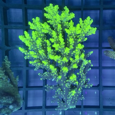 Oz Acropora Colony