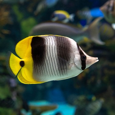 Double Saddle Butterflyfish