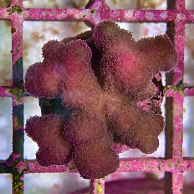 Fiji Pink Stylo Frag