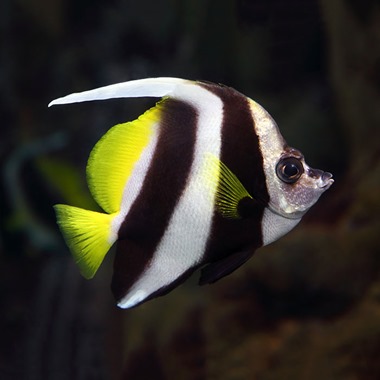 Black and White Bannerfish