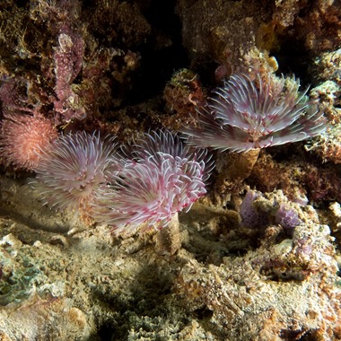 Pink Feather Worm