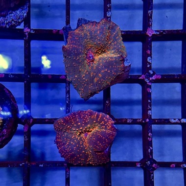 Orange Spot Mushrooms