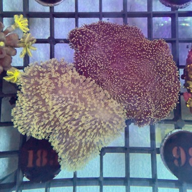 Yellow Toadstool