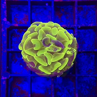 Ultra Two Tone Hammer Frags