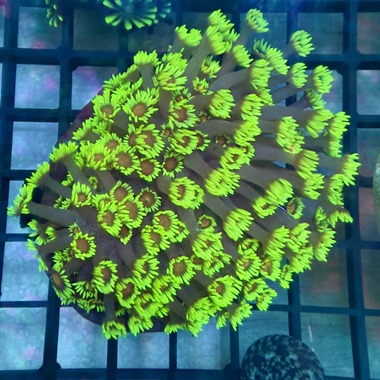 Sunflower Goniopora
