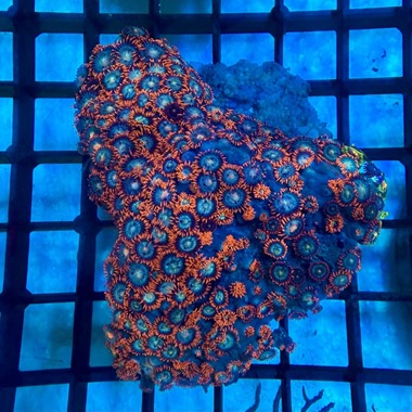 Mixed Enfys Zoa Colony
