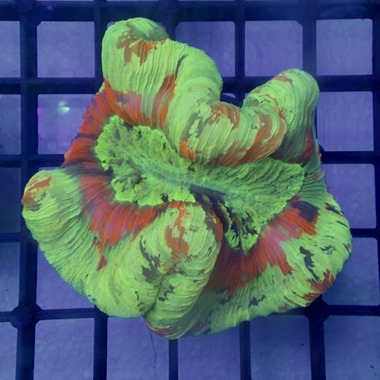 Red Stripe Trachyphyllia