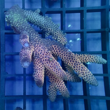 Oz Acropora Colony