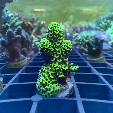 Dark Forest Acro Frag