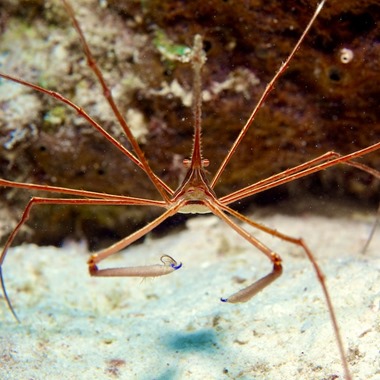 Arrow Crab