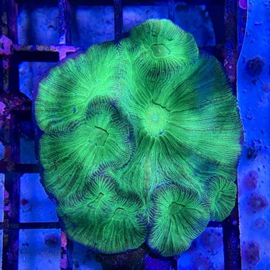 Prism Coral