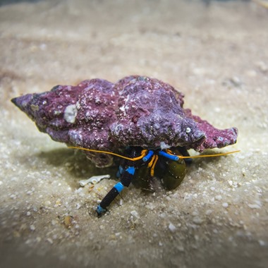 Metallic Blue Leg Hermit Crab