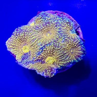 Orange Favia Frag