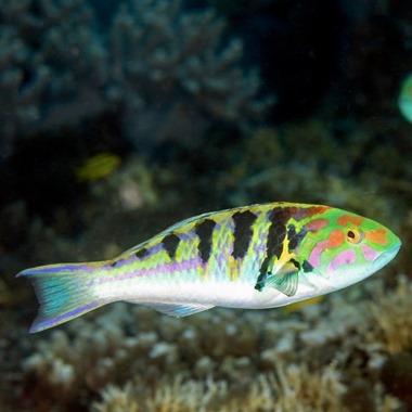 Hardwicke Banana Wrasse