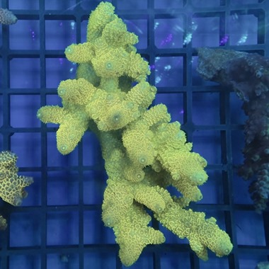 Oz Acropora Colony