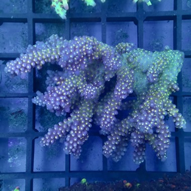 Oz Acropora Colony
