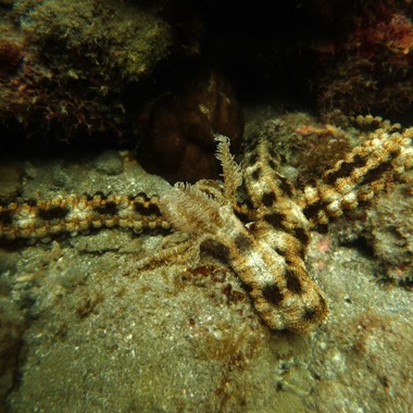 Spotted Feather Sea Cucumber