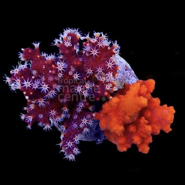 Chilli Coral