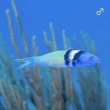 Bluehead Banana Wrasse