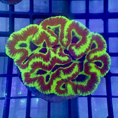 Red and Green Symphyllia