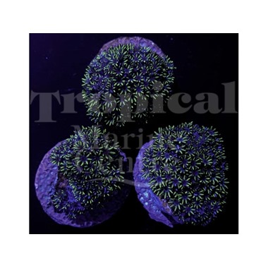 Blue Cauliflower Frag